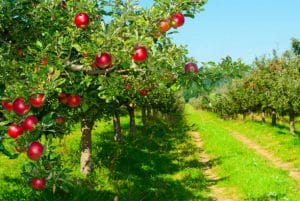 beak skiff apple orchards