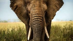 bull African elephant for leadership blog